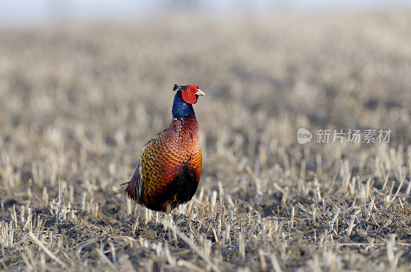 野鸡(Phasianus colchicus)